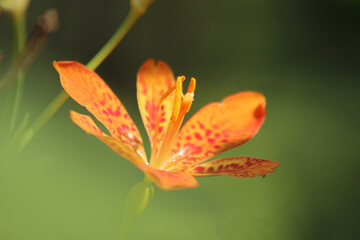 Fototapeta na wymiar Yellow-orange flowers of belamkanda and wasp. Green seed pods are visible. Belamcanda chinensis.