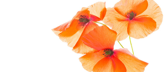orange wild poppies with white background, spring, flower,  Close up © Nina