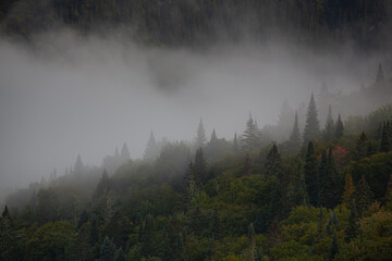 Moody Forest landscape with fog and mist, dramatic
