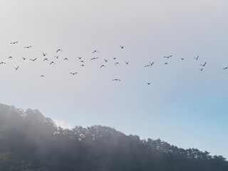 安芸高田市10月の朝の山霧と鳥の群れ