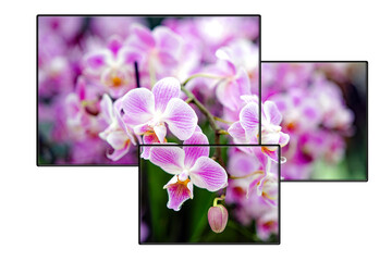 Orchideen Collage    Cymbidium orchid flower, selective focus  