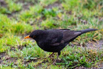 portrait of blackbird in the wild