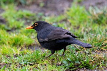 portrait of blackbird in the wild