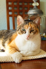 portrait of a lovely domestic cat resting on a table