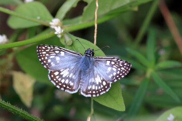 Fototapeta na wymiar Blue Gossamer-winged butterfly inn. Bahia Brazil