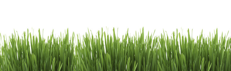 Fototapeta na wymiar Isolated green grass on a white background