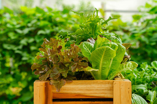 mixed salad vegetables in a wooden bewl, organic vegetable farm.