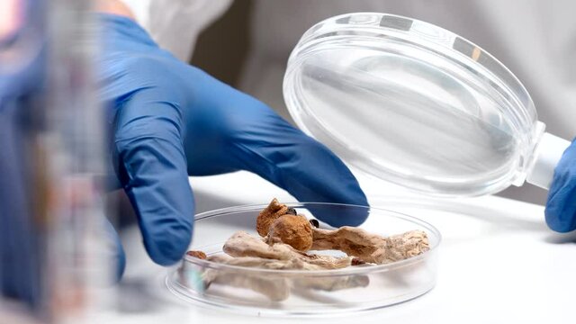Scientist examining magic mushrooms in a petri dish at laboratory.