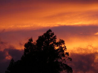 sunset in the forest