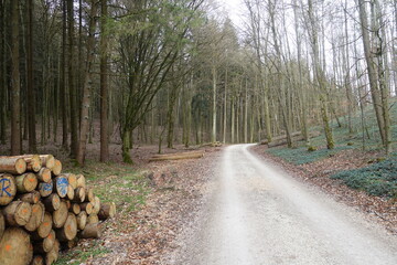 Schöne Waldlandschaft in der Nähe von 86650 Wemding