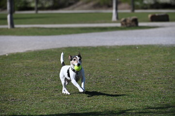 Jack Russell Terrier spielt mit einem Ball