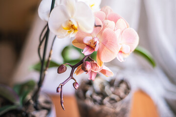 Phalaenopsis orchid flowers white pink, growing ornamental plants at home, orchid flower close-up,...