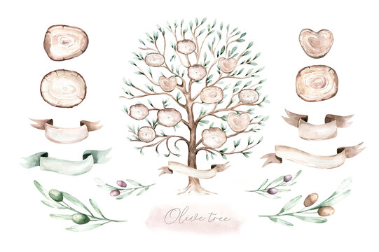 Watercolor Genealogical Family Tree. Watercolor Children's Tree Botanical Season Isolated Illustration. Olive, Oak And Cypress. Green Forest Ecology Branch And Leaves.