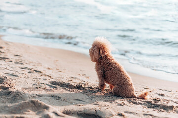 Handsome poodle sits on the beach by the sea on a sunny day looks at the horizon