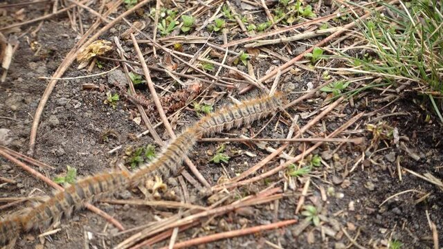 nature in Sicily a row of pine processionary caterpillars in Etna Park