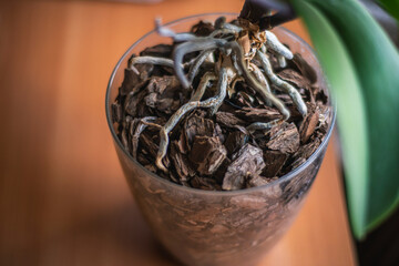 phalaenopsis orchid roots in a transparent flowerpot, growing ornamental plants at home, orchid roots close-up,
