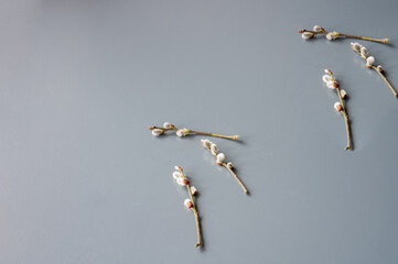 dried flowers catkins on a gray background