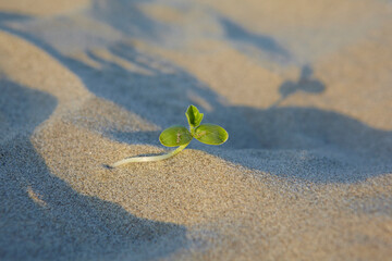 Plant growing in sand
