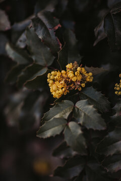 Oregon grape or holly-leaved berberry plant with blooming yellow flowers