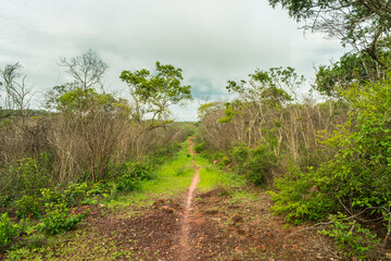 Hiking path in the caatinga forest in Oeiras, Piaui (Northeast Brazil)