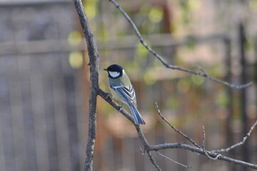 Titmouse sitting on a tree in the city close-up