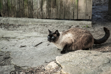Siamese cat on the street in the village.