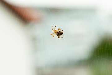 Kreuzspinne bei der Arbeit, sie baut ein Spinnennetz