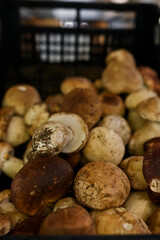 Forest Porcinis porcini mushrooms on a wooden table as a detailed close-up shot; Basket with mushrooms on the market