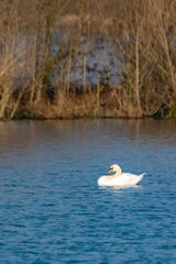 view of white swan on a lake