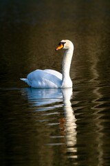 view of white swan on a lake