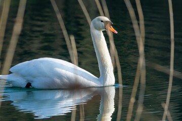 view of white swan on a lake