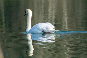 view of white swan on a lake © NAEPHOTO