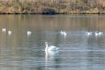 Naklejka na ściany i meble view of white swan on a lake