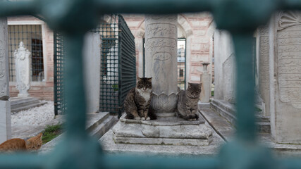 Fototapeta na wymiar Telephoto shot of two stray cats at a historic Ottoman tomb, sitting by a marble gravestone, framed with turquoise iron bars.