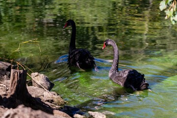 view of black swans in a lake