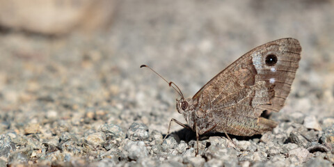 Fototapeta na wymiar selective focus of one brown butterfly on gravel