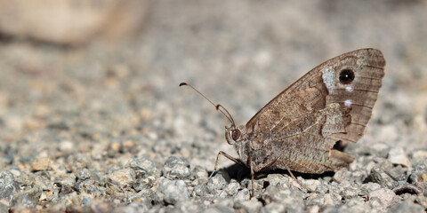 selective focus of one brown butterfly on gravel