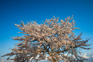 snow covered branches