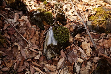 A large piece of quartz rock found on the forest floor in Ontario, Canada.
