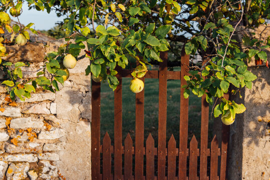 Un portillon rouillé et un mur de jardin avec un cognassier. Des coings devant un portillon rouillé.