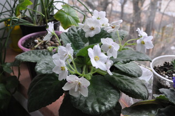 Cultivation of violets in the apartment and at home flowering white