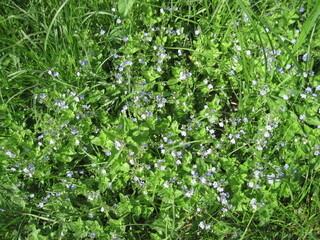 green grass background. close up of grass in the spring woods. Macro view of fresh leaves in springtime.