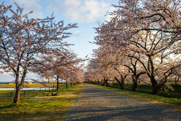 Obraz premium spring in the park