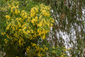 Mimosa Acacia dealbata (silver or blue acacia) in Adler Arboretum Southern Cultures. Yellow fluffy flowers on blurred background of eucalyptus leaves. Selective focus. Spring in Sochi.