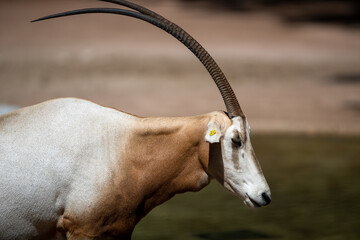 Profile portrait of a horned oryx under the sunlight