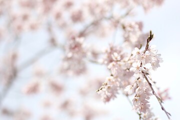 しだれ桜