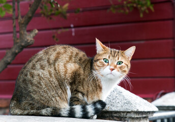 Outdoor shot of a Slanted eye stray cat in full body portrait, looking at lens with red wooden wall behind.