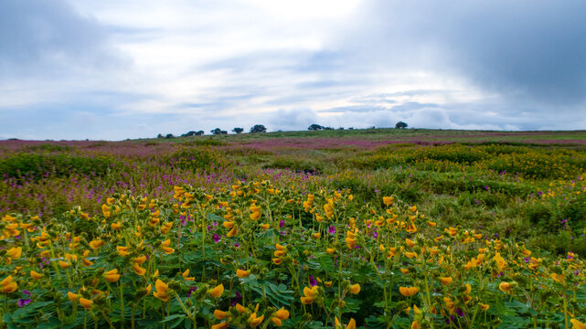 Beautiful view of Kaas Plateau valley of flowers Satara Maharashtra
