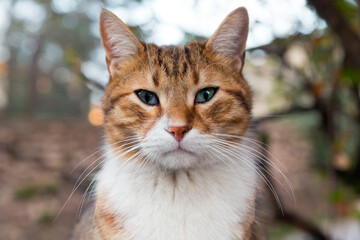 Front close up portrait of a slant-eyed tabby cat  with foliage bokeh in the background.