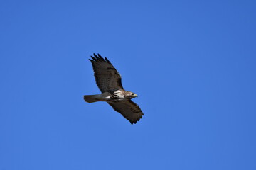 Red Tailed hawk in flight with wings spread